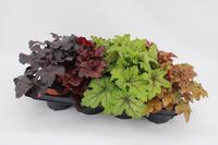 Heuchera in varieties