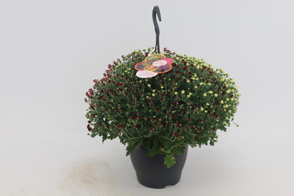 Picture of Chrysanthemum Skyfall hanging basket 3 colours in pot P23 50CM