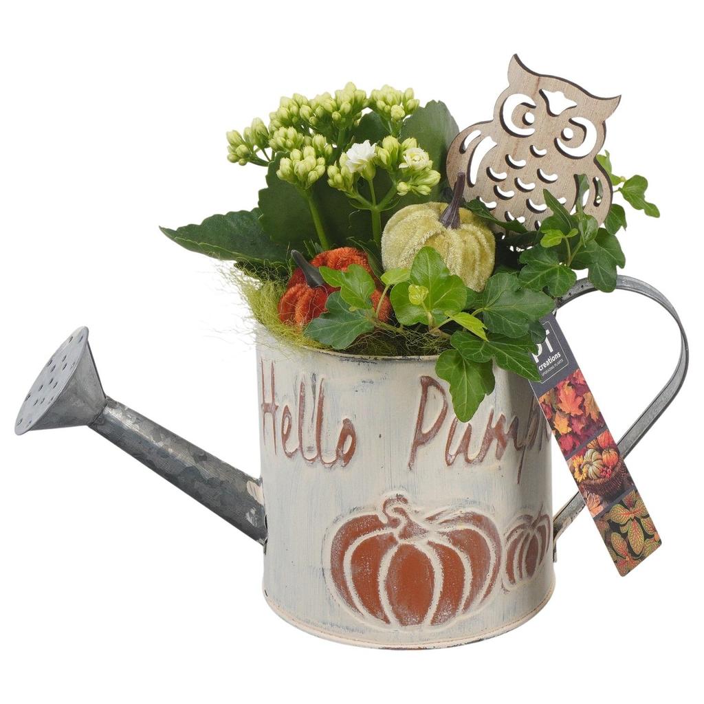 Picture of PTHI5342 Arrangement Autumn Indoor in metal watercan P12 23cm