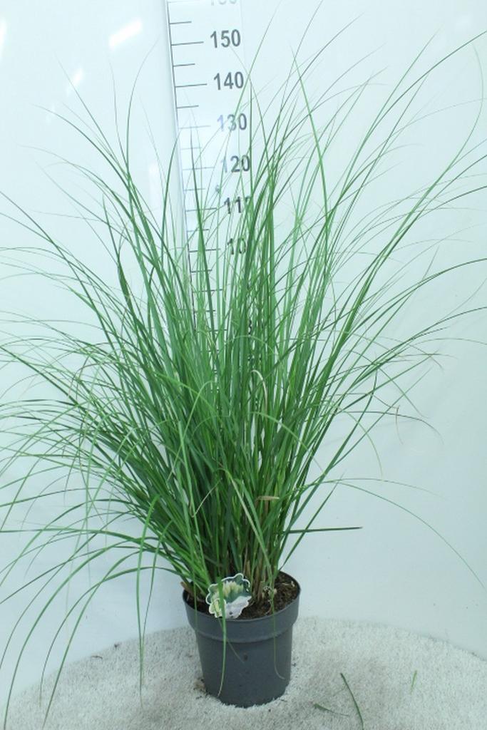 Bild von Cortaderia selloana Pumila P29 (10 Ltr)