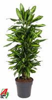 Dracaena Cintho branched