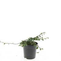Cotoneaster rad. Rami