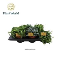 Houseplants in varieties