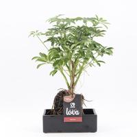Lova Schefflera