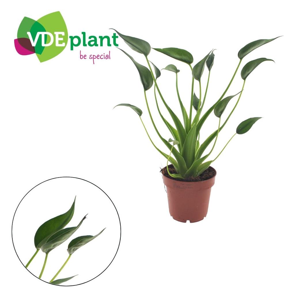 Picture of Alocasia Tiny Dancers P12 30CM