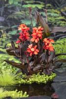 Canna Wilma F:red/L:dark waterplants