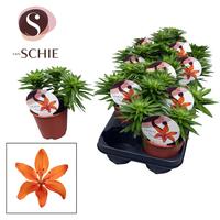 Lilium Asiatic Watch Me Grow Orange