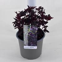 Physocarpus opu. All Black