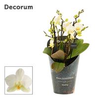 Phalaenopsis hybrid dazzling Lausanne
