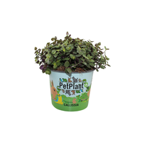 Calissia repens in Cartoon potcover