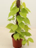 PHILODENDRON LIME kratiste klimstok 50CM