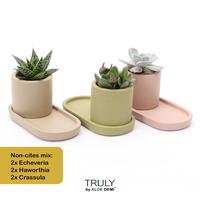 Succulent in varieties TRULY plateau - NON-CITES