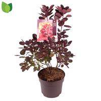 Cotinus cogg. Royal Purple
