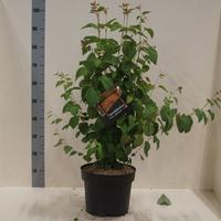 Cercidiphyllum japonicum