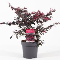 Loropetalum chin. Black Pearl