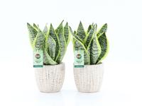 Sansevieria Futura Superba in Sculpture ceramic