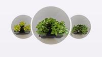 ground covers in vatieties