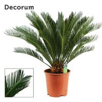 Cycas Revoluta 18+ feathers