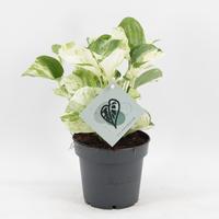 Epipremnum Manjula