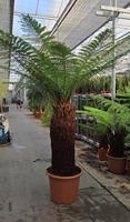 Dicksonia antarctica