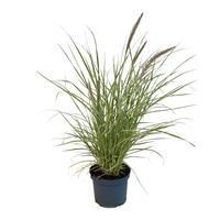 Pennisetum adv. Sky Rocket
