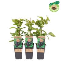 Rubus occidentalis Black Jewel