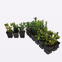 Euonymus japonicus Tricolor in varieties