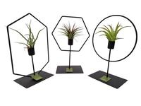 Tillandsia frame mix