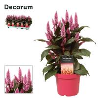 Celosia Merida pink with label