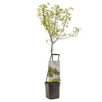 Pyrus com. Giser Wildeman - Wonder Tree