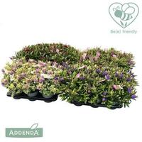 Hebe Addenda in varieties (green and variegated)
