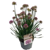 Allium Millenium