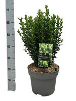 Euonymus jap. Green Spire