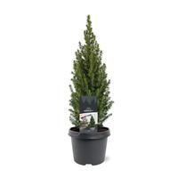 Picea gl. Perfecta