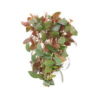 Ludwigia rep. diamond red BUNDEL 5cm Tray 10 × 60 £ 1.20 (Tray) £ 1.18 Shelf £ 1.18 Trolley Tray £ 1.20 × 10 (0.3%)