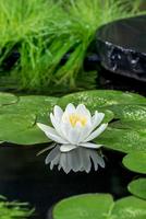 Nymphaea Gladstoniana