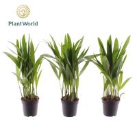 Dypsis lutescens (Areca)