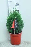 Juniperus chin. Stricta