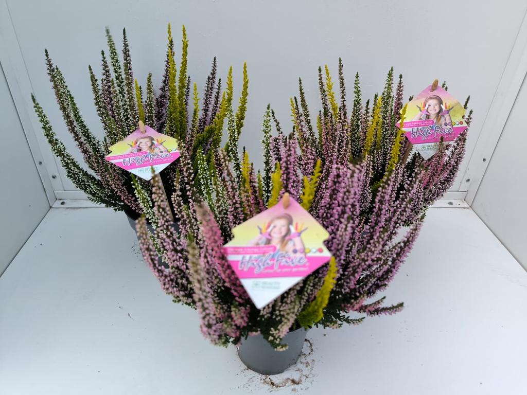 Billede af Calluna Beauty Ladies High Five® P10.5 25CM