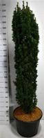 Taxus bac. Fastigiata Robusta