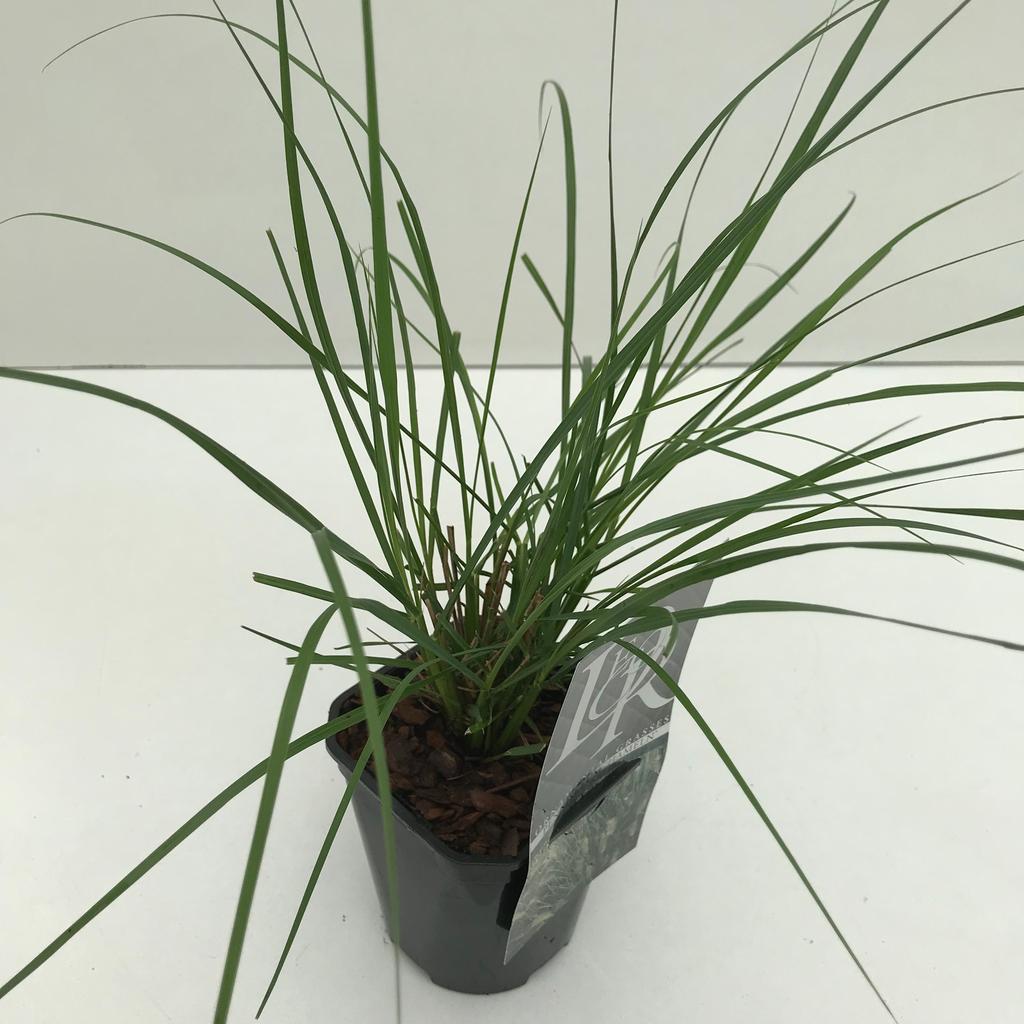 Obrázok z Pennisetum Hameln P13-SQUARE