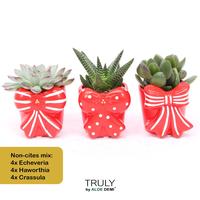Succulent in varieties TRULY Bow - NON-CITES