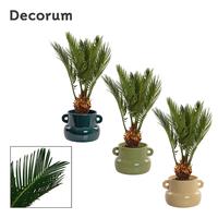 Cycas revoluta 4+ feathers in Lucy ceramics Top blend-collection