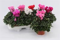 Cyclamen Midi in varieties