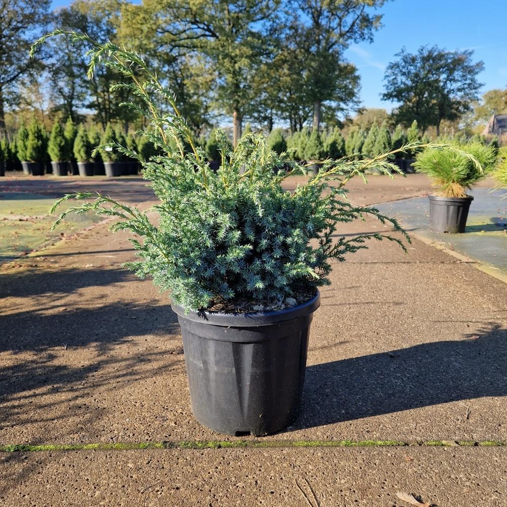 Picture of Juniperus chin. Blue Alps C8 30/40