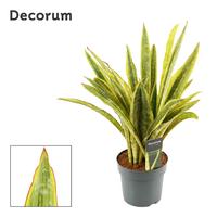 Sansevieria Aubrytiana Lauren (Decorum)