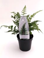 Athyrium nip. Metallicum