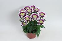 Chrysant Splash Rocker