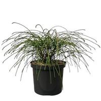 Thuja p. Whipcord