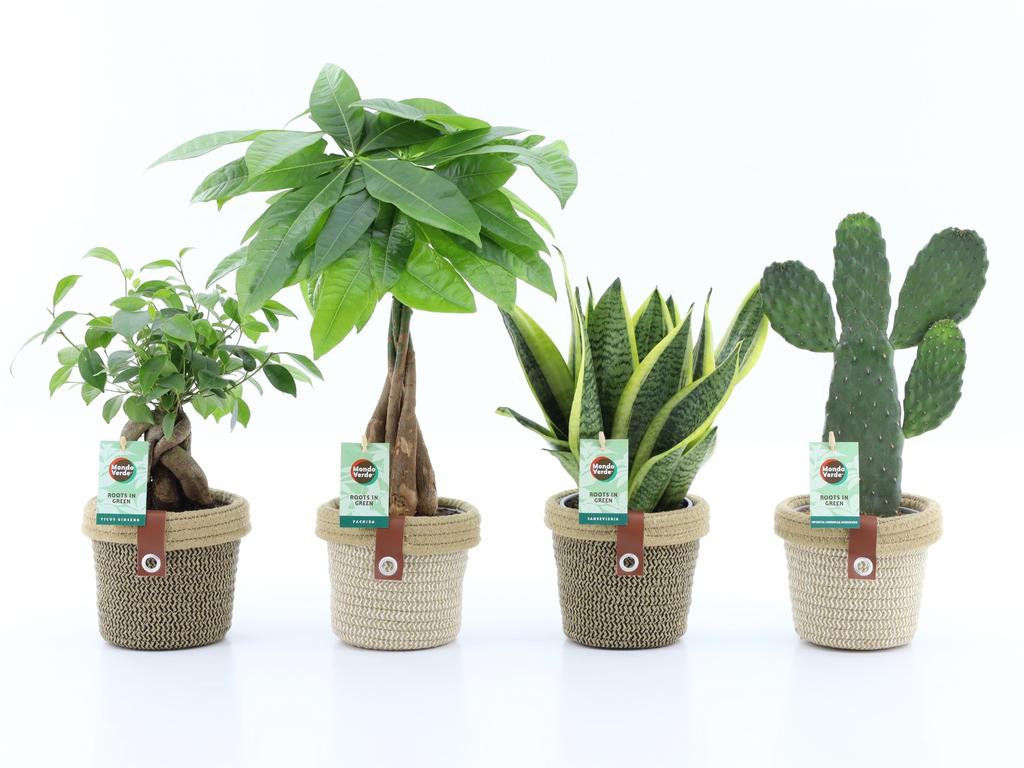Afbeeldingen van Houseplants Asia varieties in Noah Deluxe ceramic P14 35CM